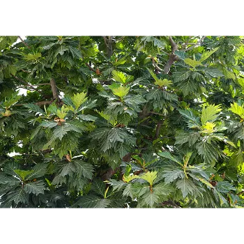 Natural Neem Tree